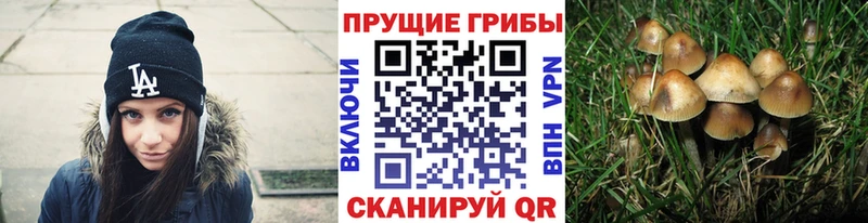 Галлюциногенные грибы Psilocybine cubensis  МЕГА ссылка  Алексеевка  цена  